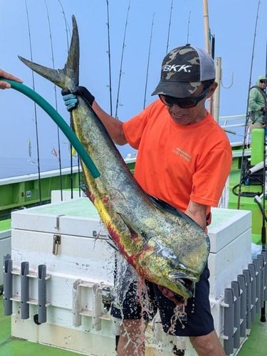 シイラの釣果