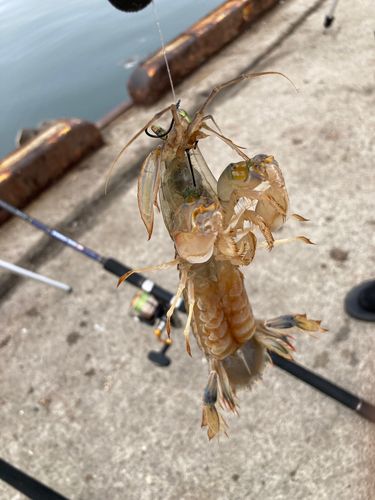 シャコの釣果