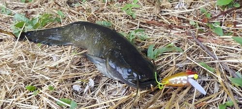 ナマズの釣果