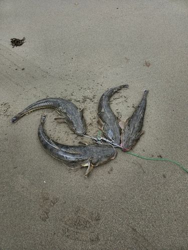 マゴチの釣果