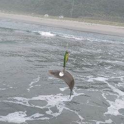 シタビラメ