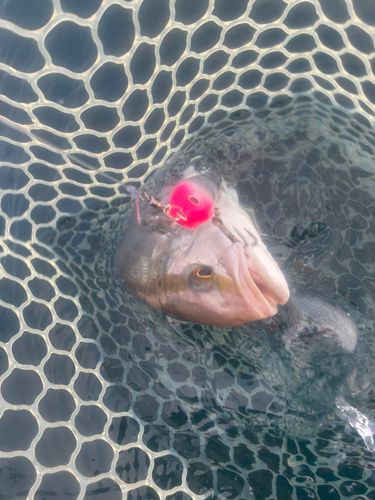 ショゴの釣果