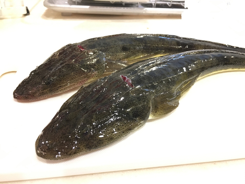 マゴチの釣果