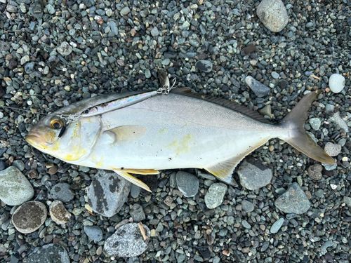 ショゴの釣果