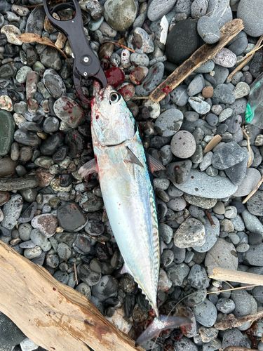 マルソウダの釣果