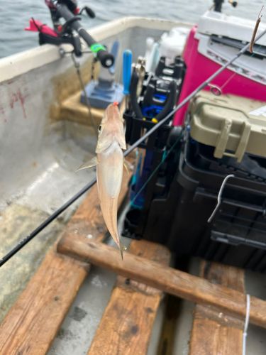 シロギスの釣果