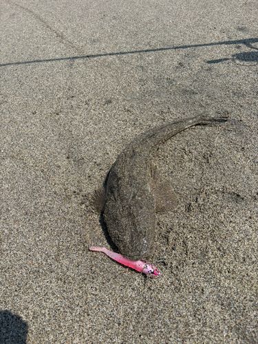 マゴチの釣果