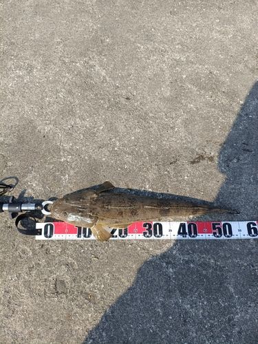 マゴチの釣果