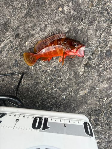 アカハタの釣果