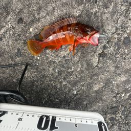 アカハタ
