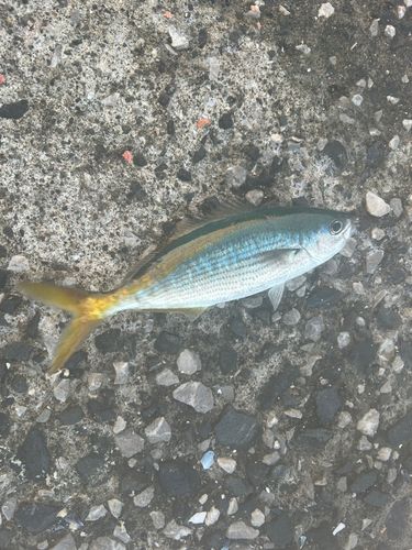 釣果