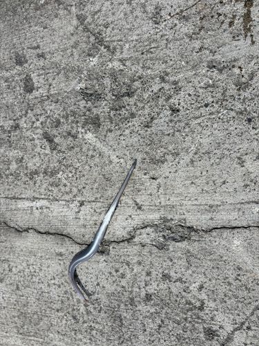 アオヤガラの釣果