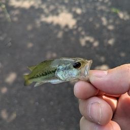 ブラックバス