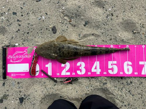 マゴチの釣果
