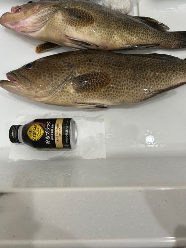 オオモンハタの釣果