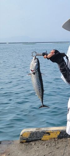 ソウダガツオの釣果
