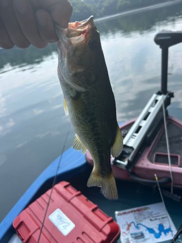 ラージマウスバスの釣果