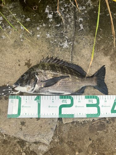 チヌの釣果