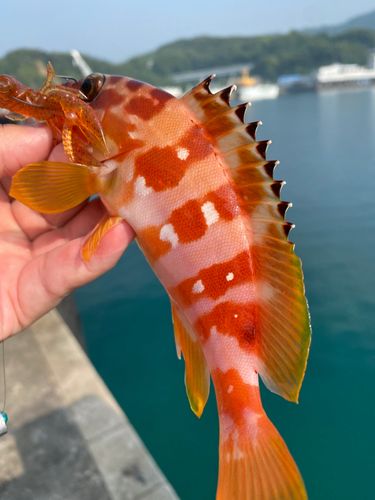 アカハタの釣果