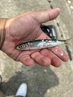 カマスの釣果