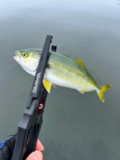 ワカシの釣果