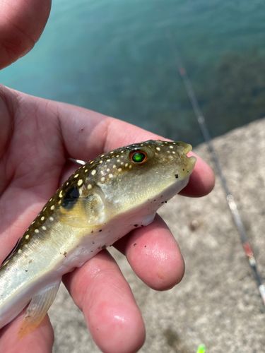 クサフグの釣果