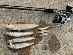 シロギスの釣果