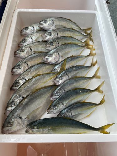 シマアジの釣果