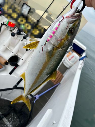 ヒラマサの釣果