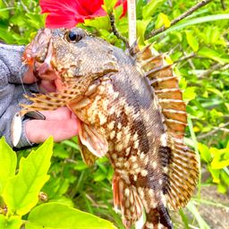 カサゴ