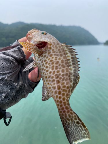 オオモンハタの釣果