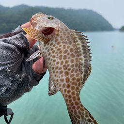 オオモンハタ