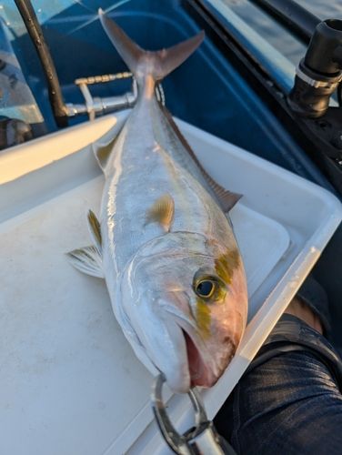 カンパチの釣果