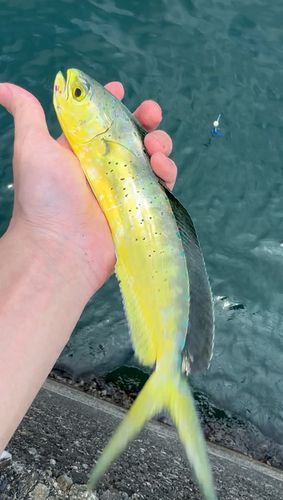 シイラの釣果