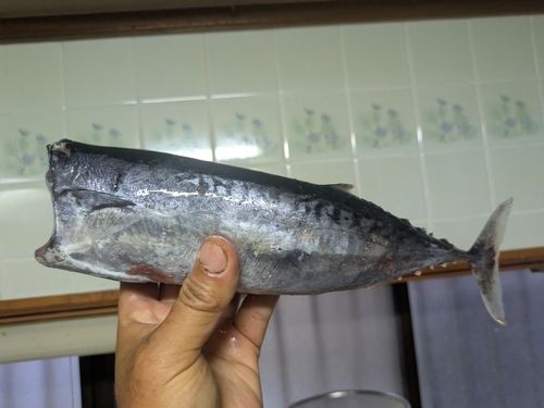 マルソウダの釣果
