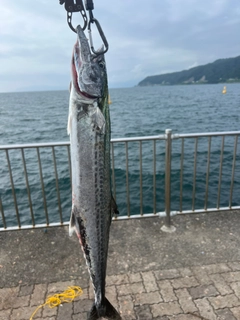 サワラの釣果