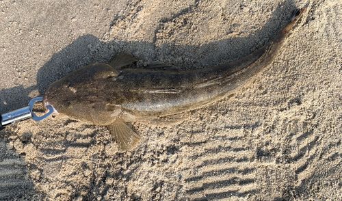 マゴチの釣果