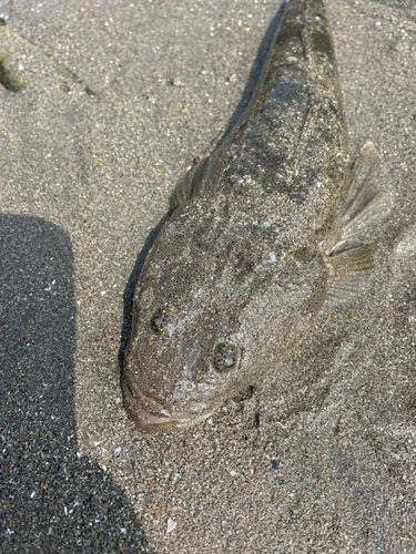 マゴチの釣果