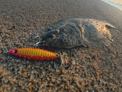 ヒラメの釣果