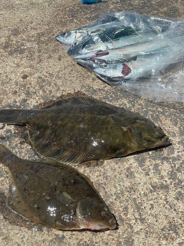 クロガシラガレイの釣果