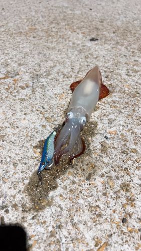 ヤリイカの釣果