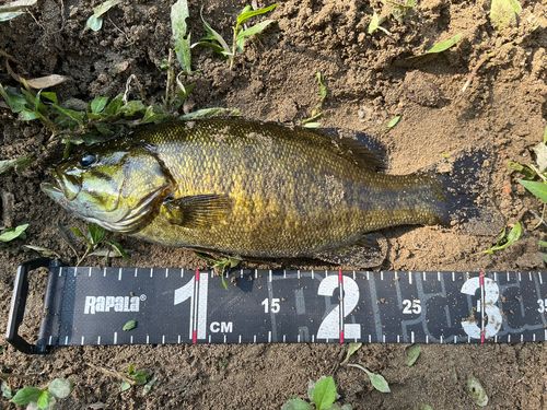 スモールマウスバスの釣果