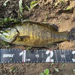 スモールマウスバス