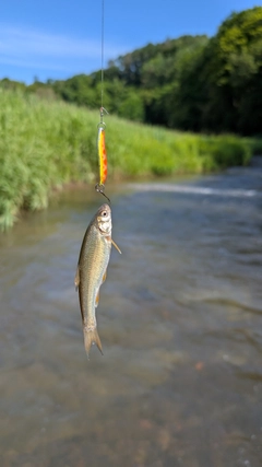 ウグイの釣果