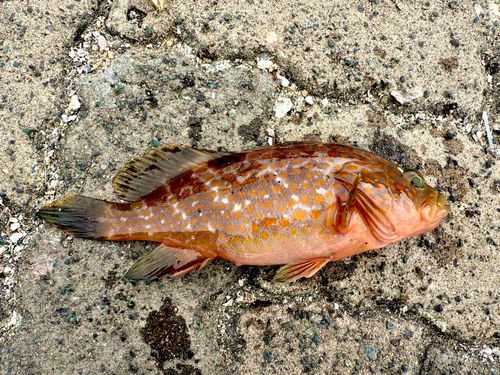 キジハタの釣果