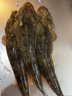 マゴチの釣果