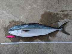 ブリの釣果