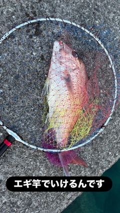 マダイの釣果