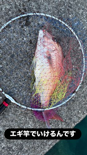 マダイの釣果