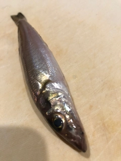 キスの釣果